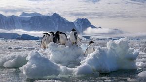 Penguins's poster