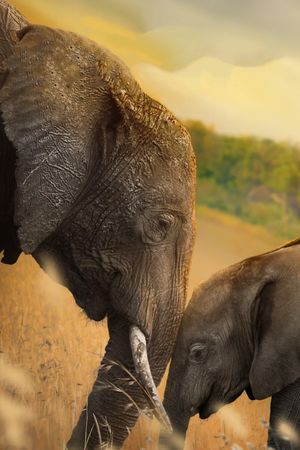 Elephant's poster