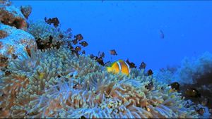 Fascination Coral Reef's poster