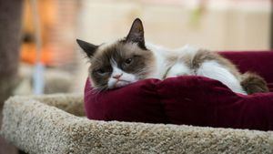 Grumpy Cat's Worst Christmas Ever's poster