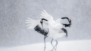 Vincent Munier, éternel émerveillé's poster