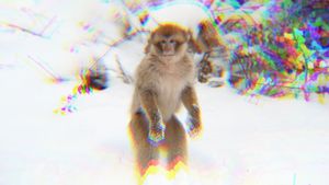 monkey facts.'s poster