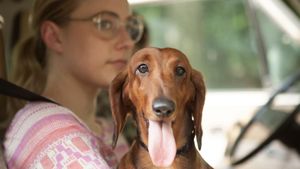 Wiener-Dog's poster