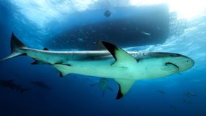 Saved from a Shark's poster