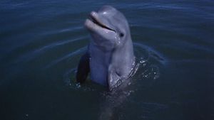 Flipper's New Adventure's poster