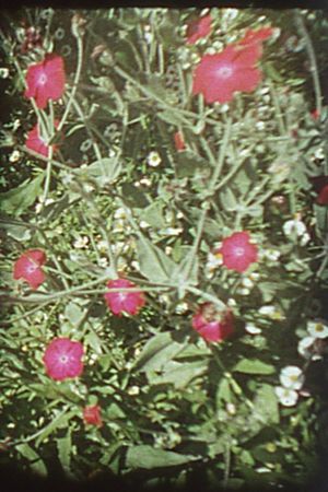 Precarious Garden's poster