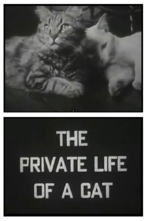 The Private Life of a Cat's poster