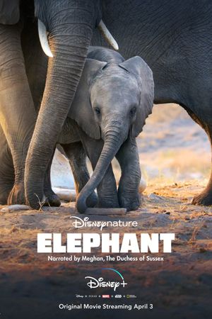 Elephant's poster