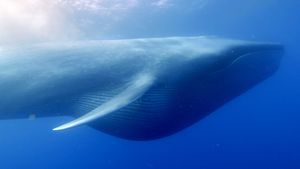 Ocean Giants's poster