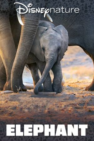 Elephant's poster