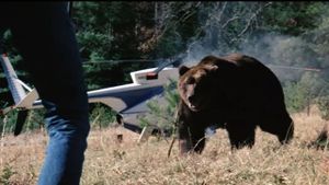 Grizzly's poster