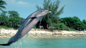 Flipper's poster