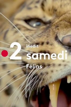 Big Cats's poster