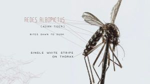 Mosquito's poster