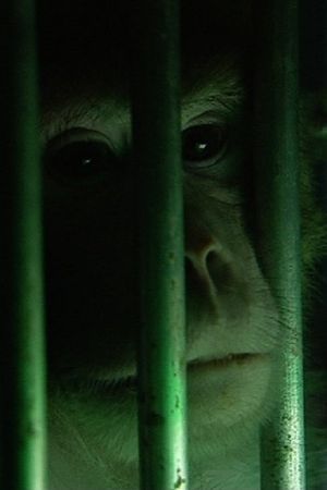 Monkeys, Rats and Me: Animal Testing's poster