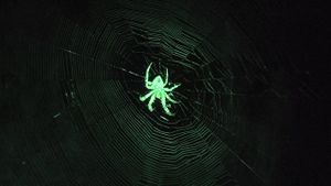 Uncertain's poster