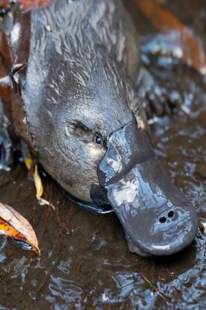 The Platypus Guardian's poster