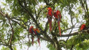 World Natural Heritage Costa Rica: Guanacaste National Park's poster