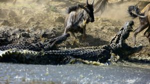 Crocodiles - The Private Life of Primeaval Reptiles's poster