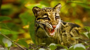 Return of the Clouded Leopards's poster