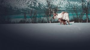 A Reindeer's Journey's poster