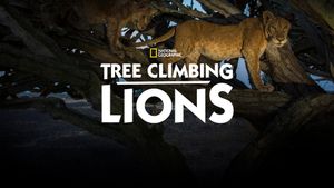 Tree Climbing Lions's poster