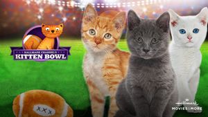 Kitten Bowl's poster