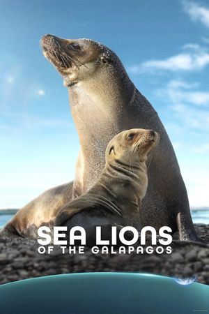 Sea Lions of the Galapagos's poster