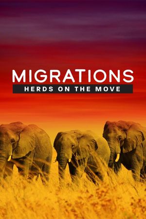 Migrations: Herds on the Move's poster