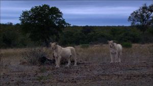 The White Lions's poster
