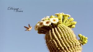 Desert Vows's poster