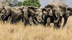 Okavango: River of Dreams - Director's Cut's poster