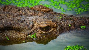 Crocodiles Revealed's poster