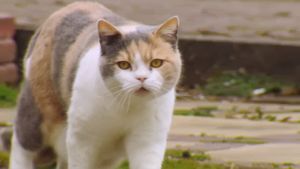 The Secret Life of Cats's poster