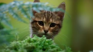 A Cat's Life's poster