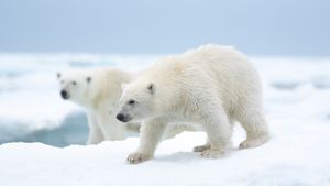 Polar Bear's poster