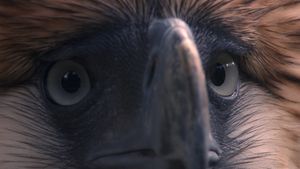 Birdshot's poster