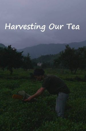 Harvesting Our Tea's poster