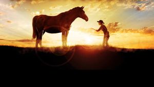 The Wild Stallion's poster