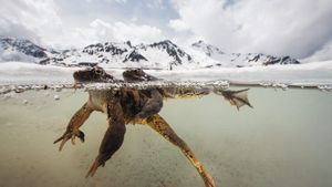 The Sanctuary: Survival Stories of the Alps's poster