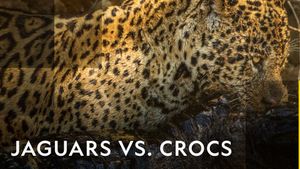 Jaguar vs. Croc's poster