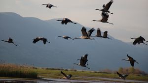 Winged Migration's poster