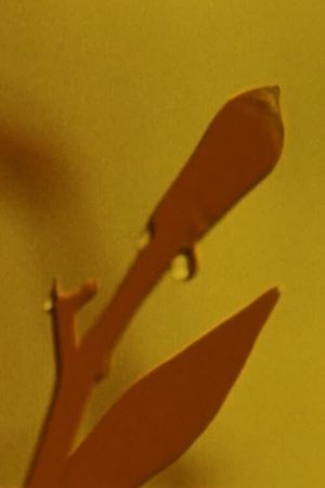 Adams Film's poster