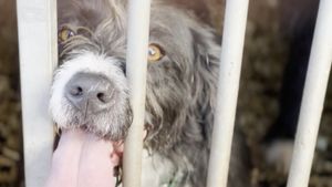 Scruffy Dogs's poster