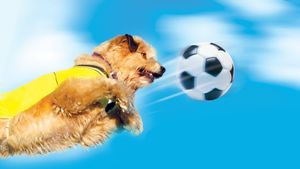 Soccer Dog: European Cup's poster