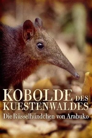 Rainforest Pixies: The Mysterious Rhynchocyon Shrew of Arabuko's poster