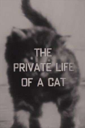 The Private Life of a Cat's poster