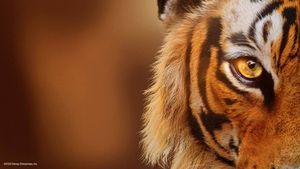 Tigers on the Rise's poster