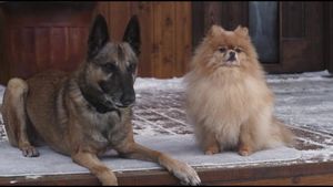 Step Dogs's poster