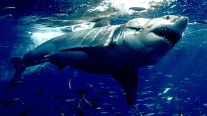 Orca vs. Great White's poster